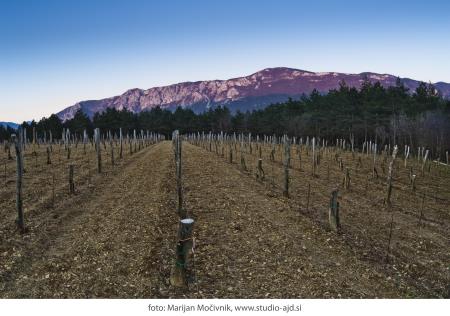 441614Burja_vinograd_Orehovica