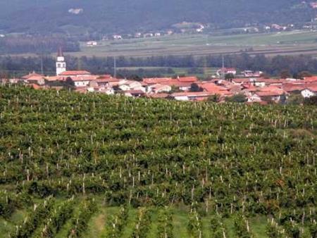 Na fotografiji je razgled na vas Slap, v ospredju je vinograd